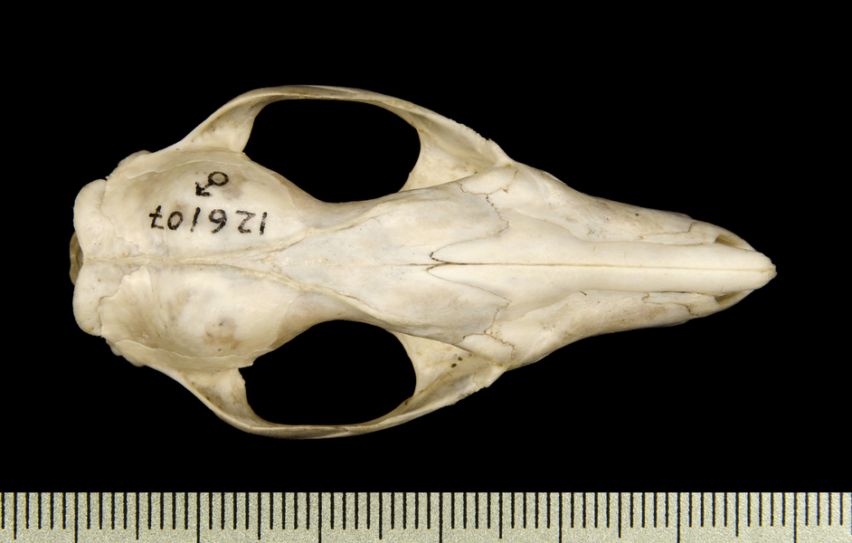 dorsal2615