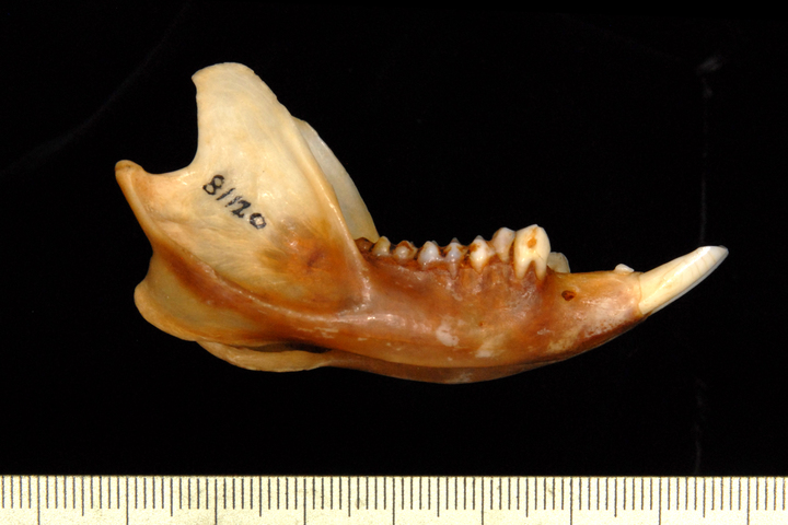 ADW: Trichosurus vulpecula: SPECIMENS