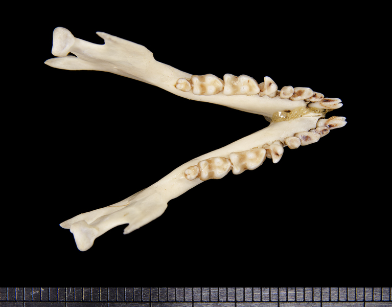 lower_dorsal6292