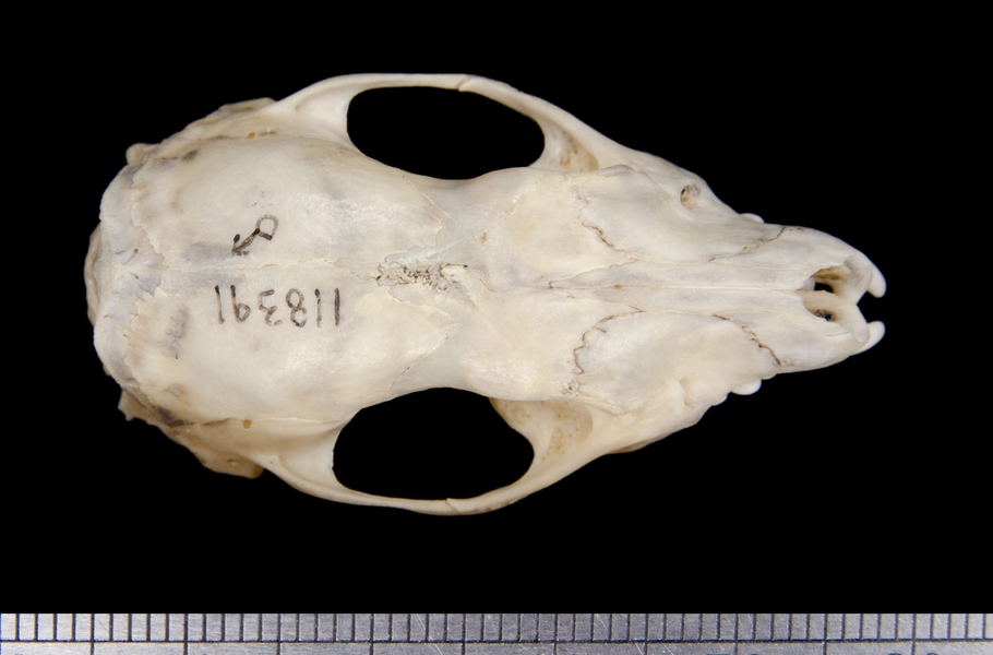 dorsal6256