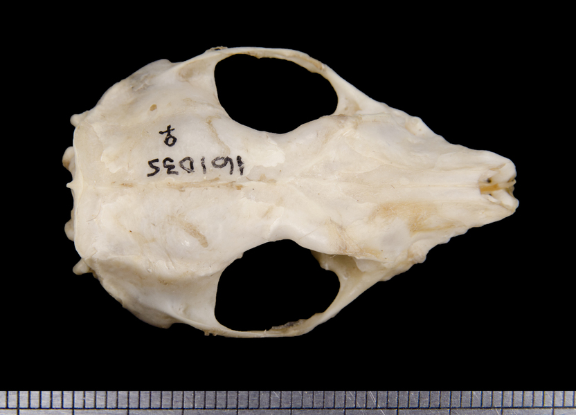 dorsal6261