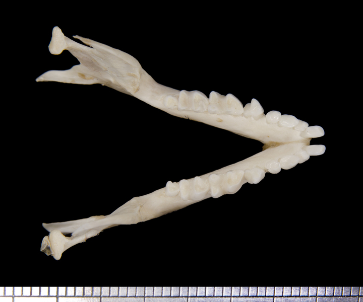 Erinaceidae