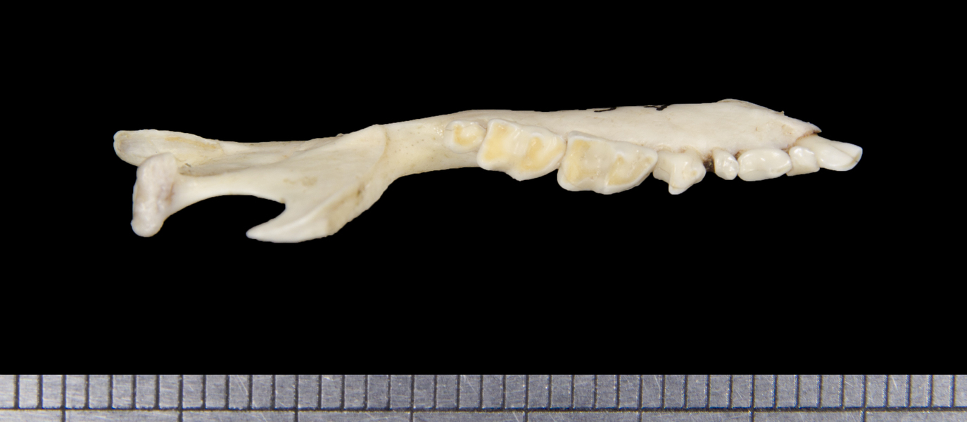 lower_dorsal6272