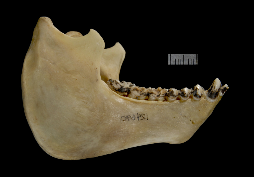 lower_lateral2489