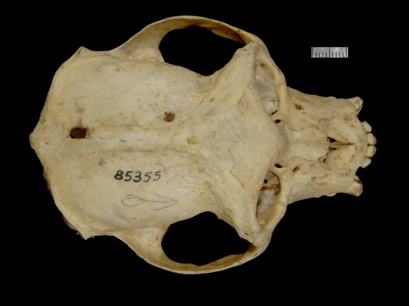 dorsal2493