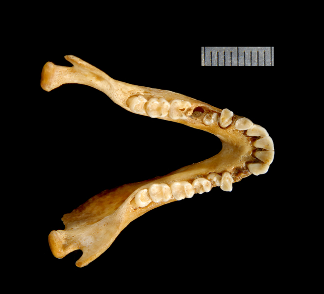 Aotus lemurinus