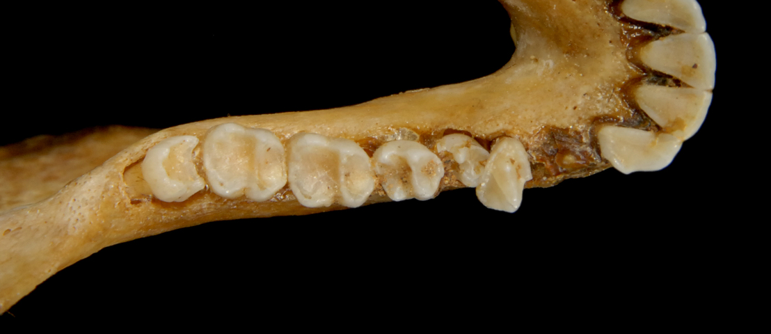 ADW Primates SPECIMENS