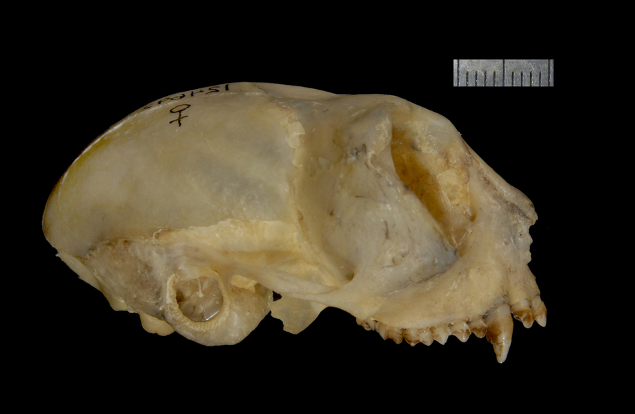 lateral2551