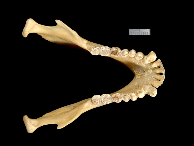 lower_dorsal2566