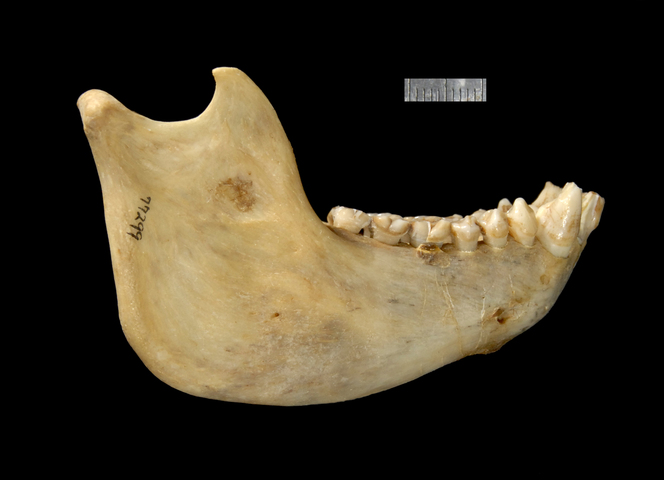 ADW: Ateles fusciceps: SPECIMENS