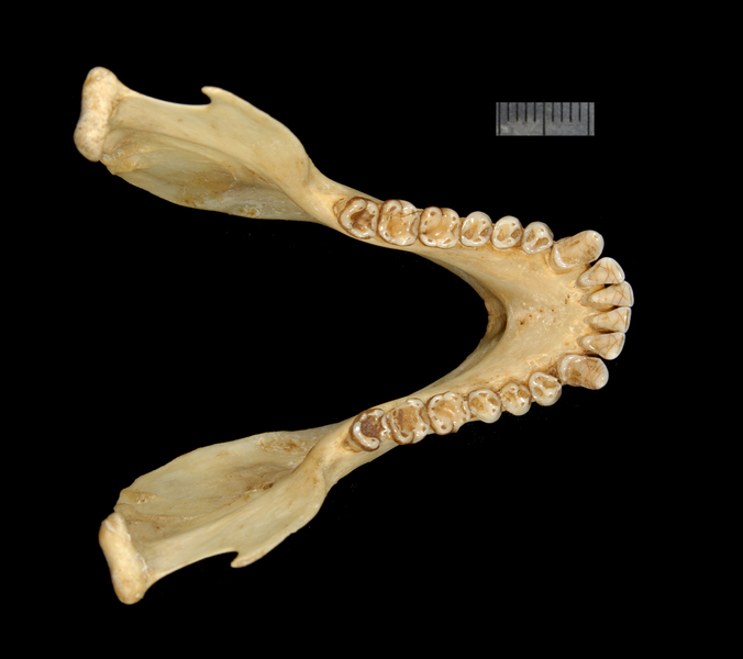 Vertebrata