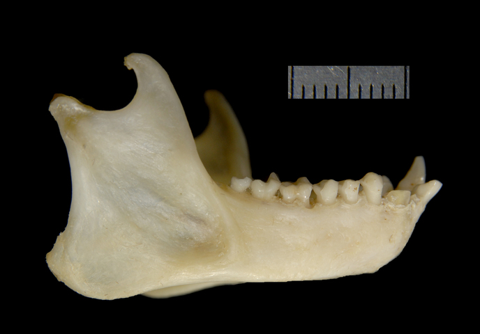 Adw Primates Specimens