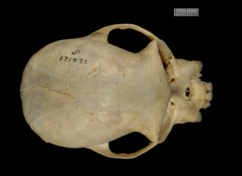 dorsal2209