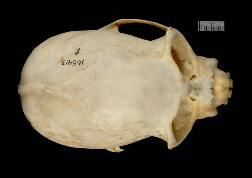 dorsal2222