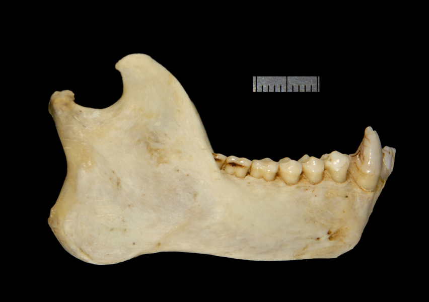 lower_ventral2232