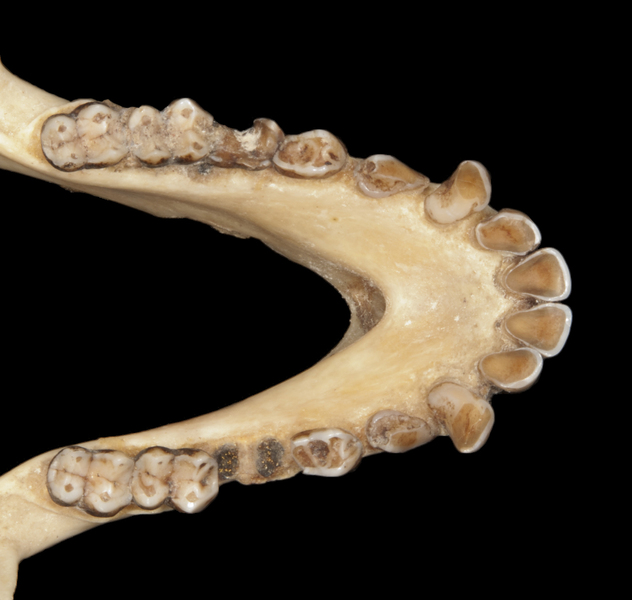 Vertebrata