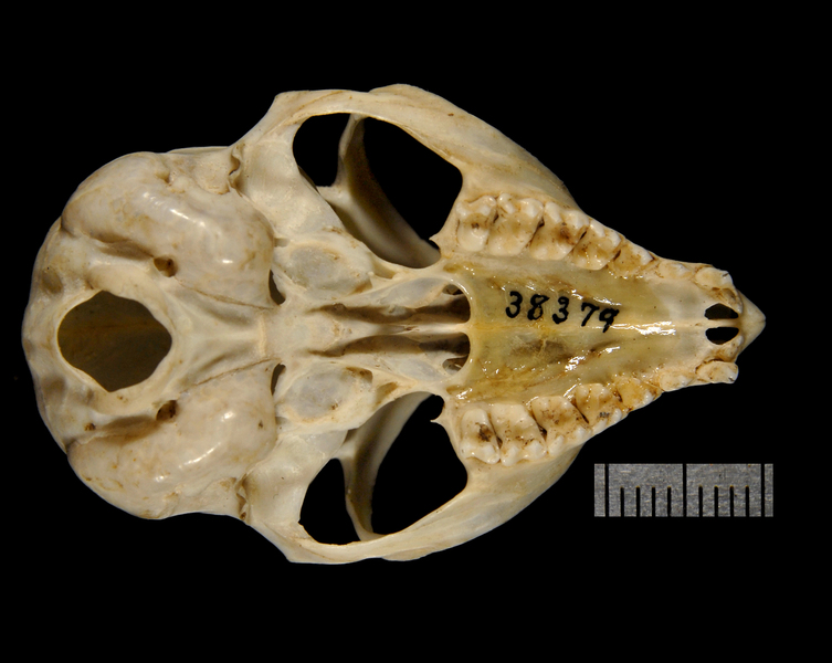 ventral1853