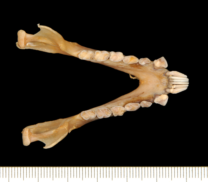 lower_dorsal6588