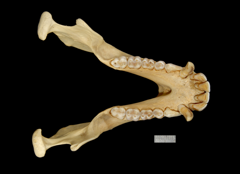 lower_dorsal2060