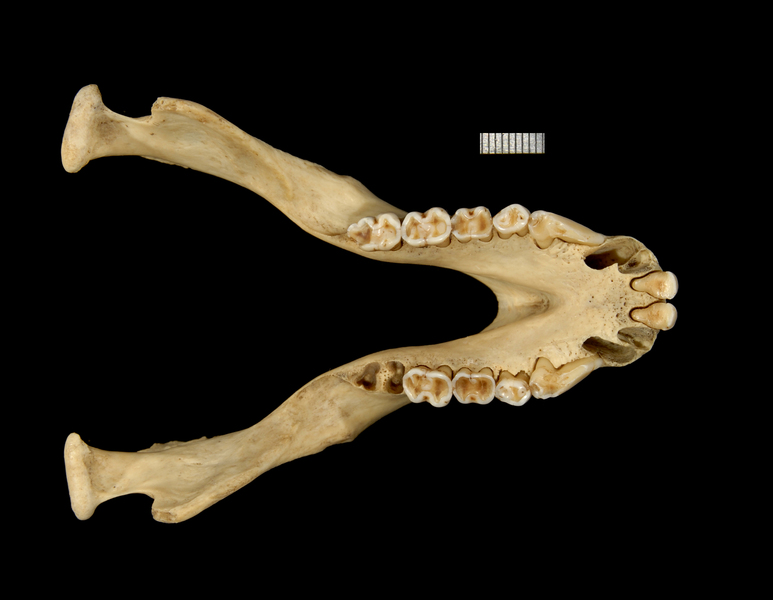 lower_dorsal2081