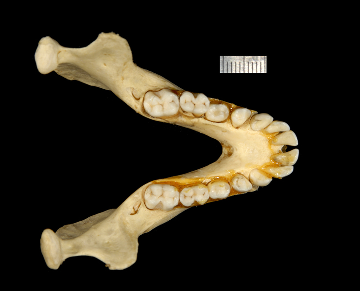 lower_dorsal2108