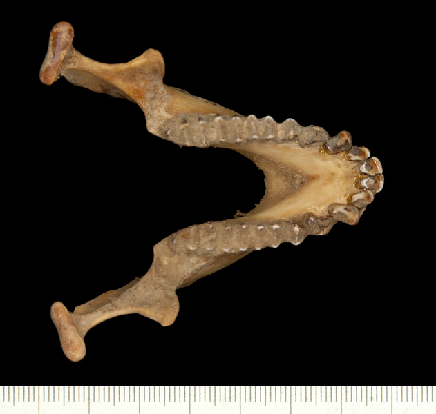 Deuterostomia