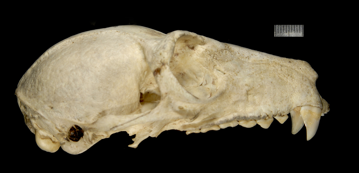 Lemuroidea