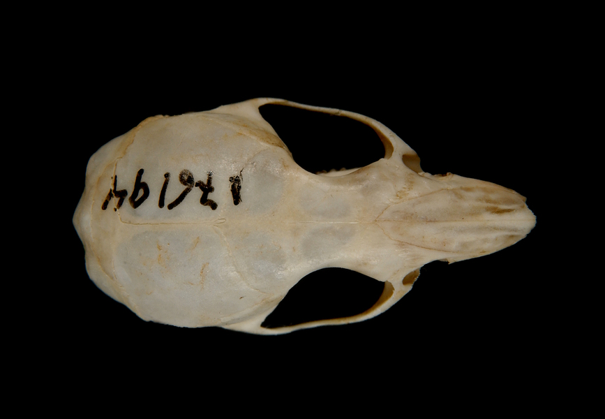 dorsal7261