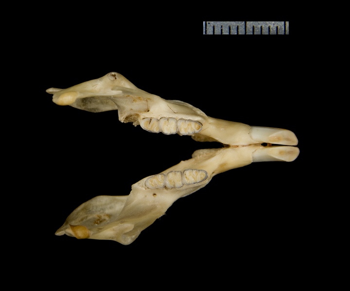 Vertebrata