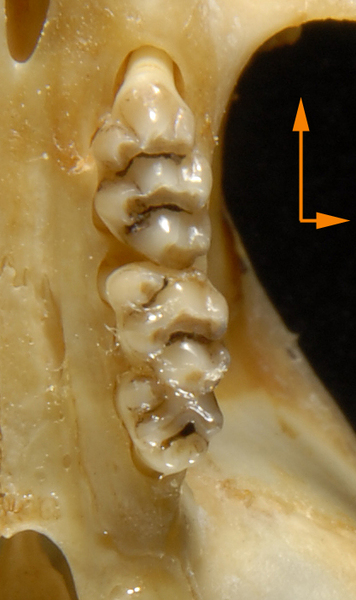 Eumetazoa