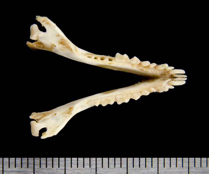 lower_dorsal0645