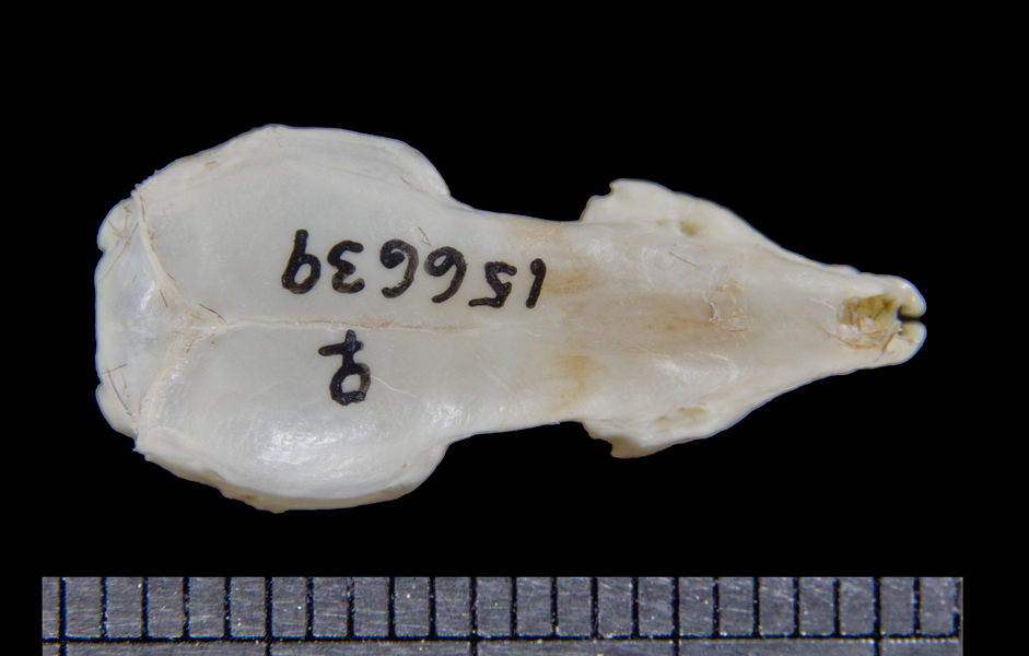 dorsal6083