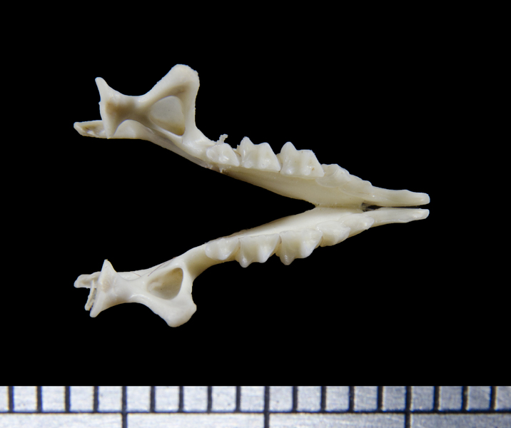 lower_dorsal6088