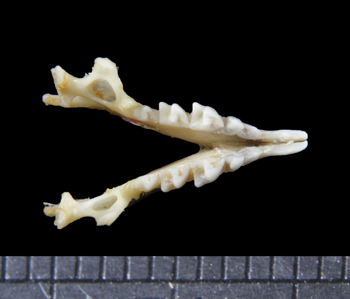 Crocidura leucodon