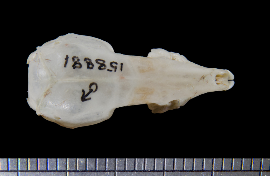 dorsal6133