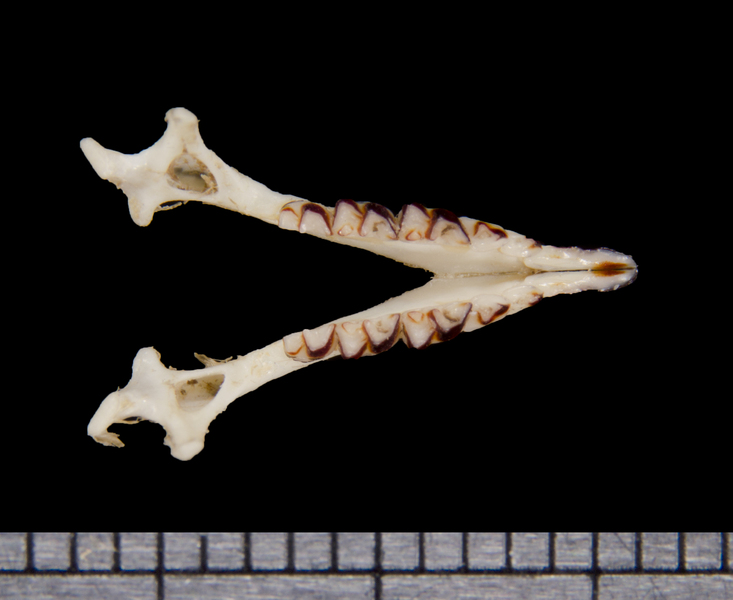 lower_dorsal6388