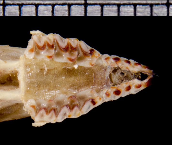 Deuterostomia