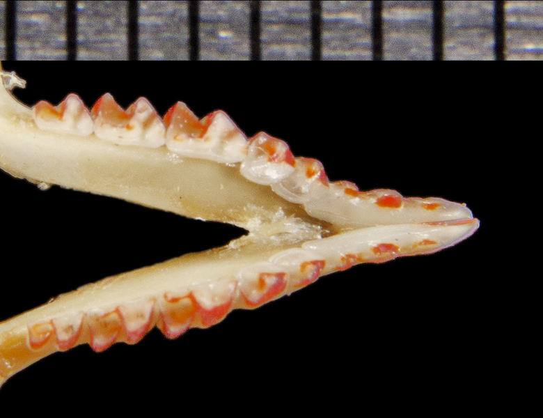 Vertebrata