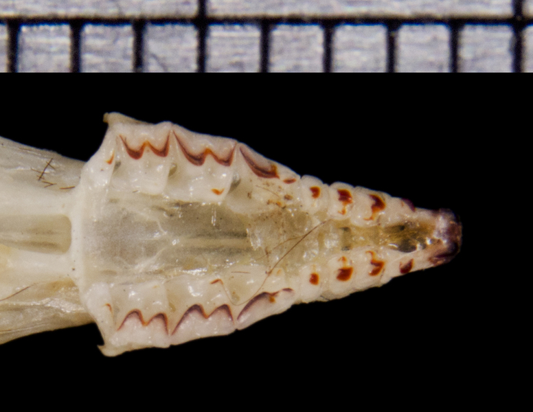 Deuterostomia