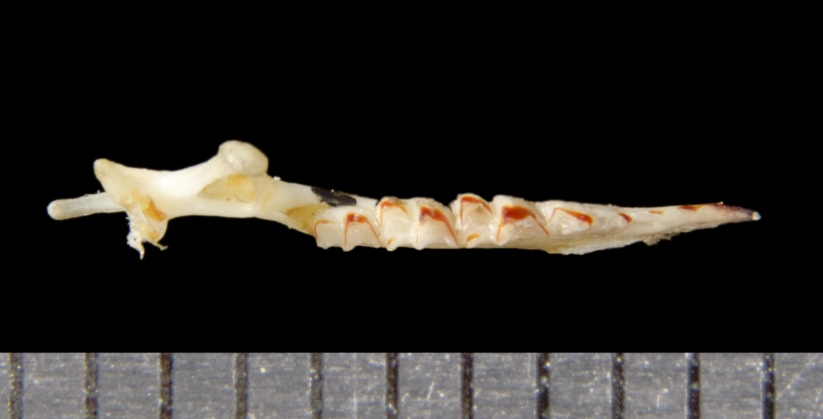 lower_dorsal1731