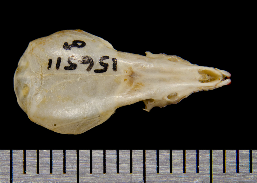 dorsal8559