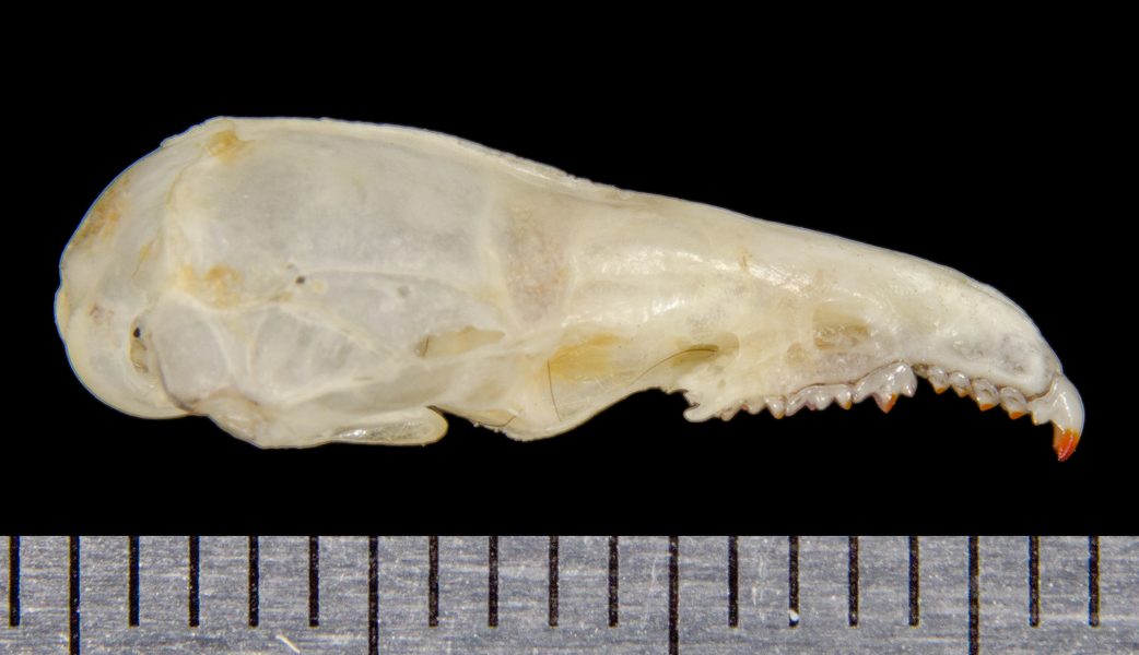 Deuterostomia