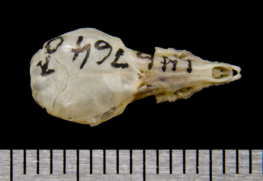 dorsal8571