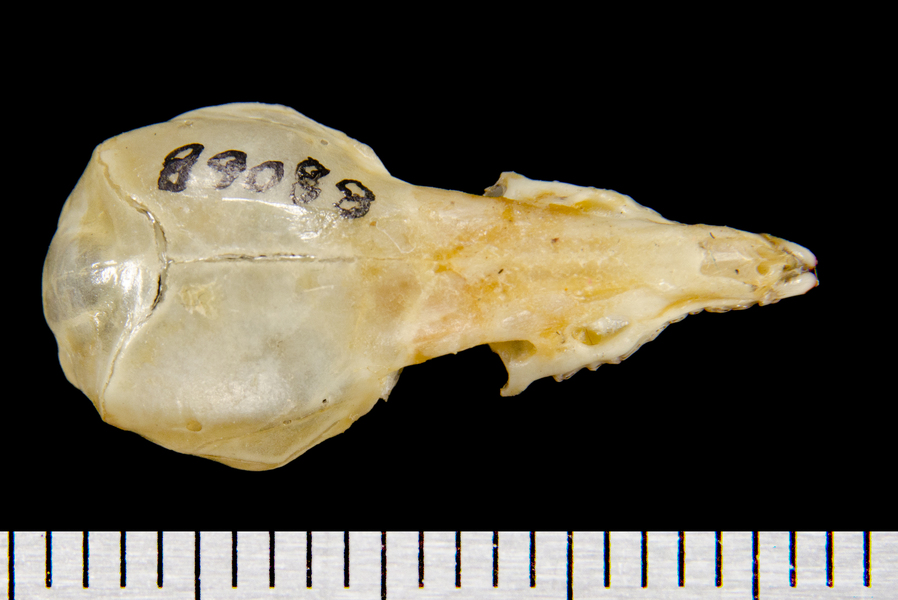 dorsal8582