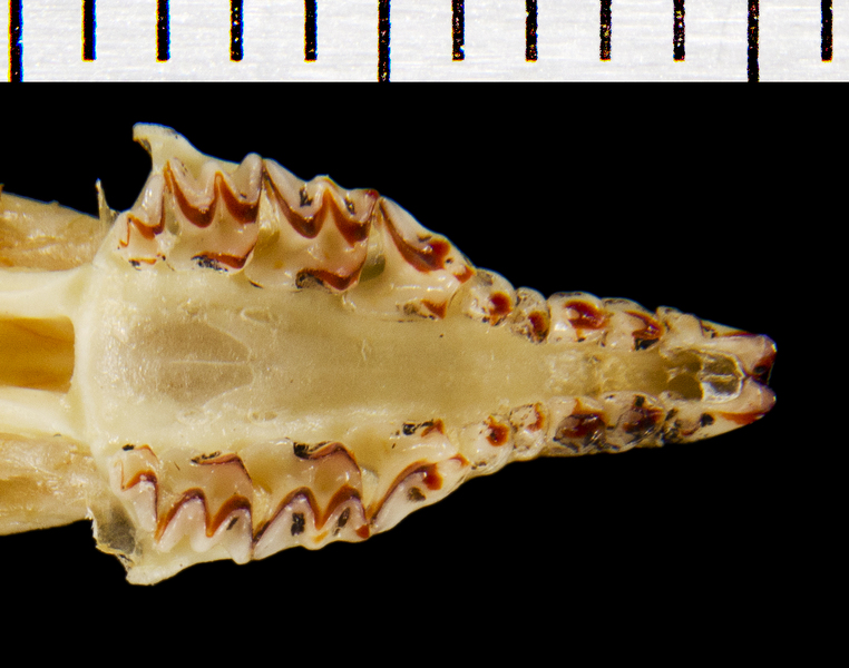 ADW Sorex palustris SPECIMENS