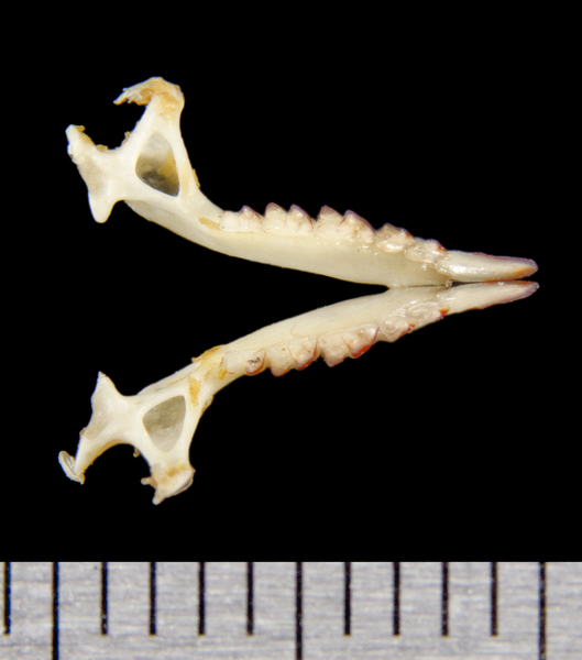 lower_dorsal8611