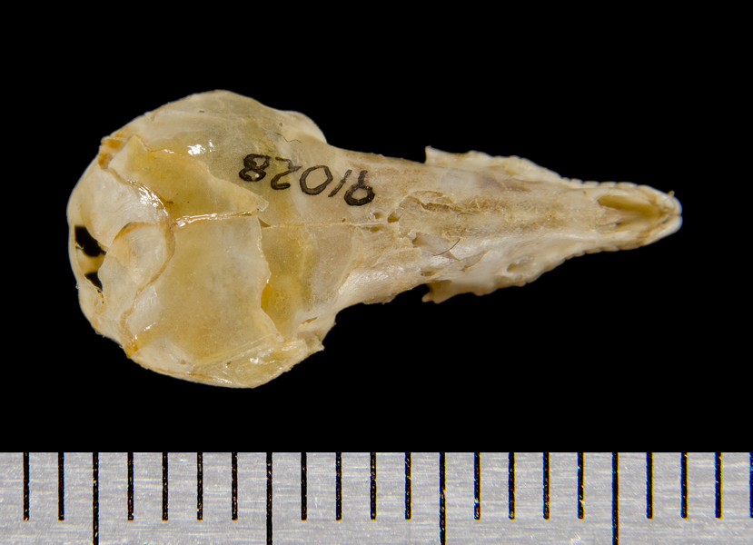 dorsal8493