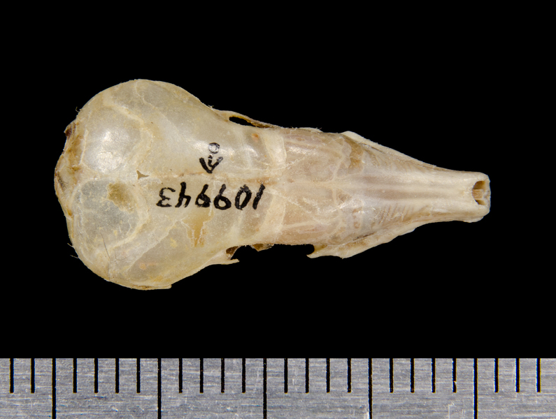 Dymecodon pilirostris