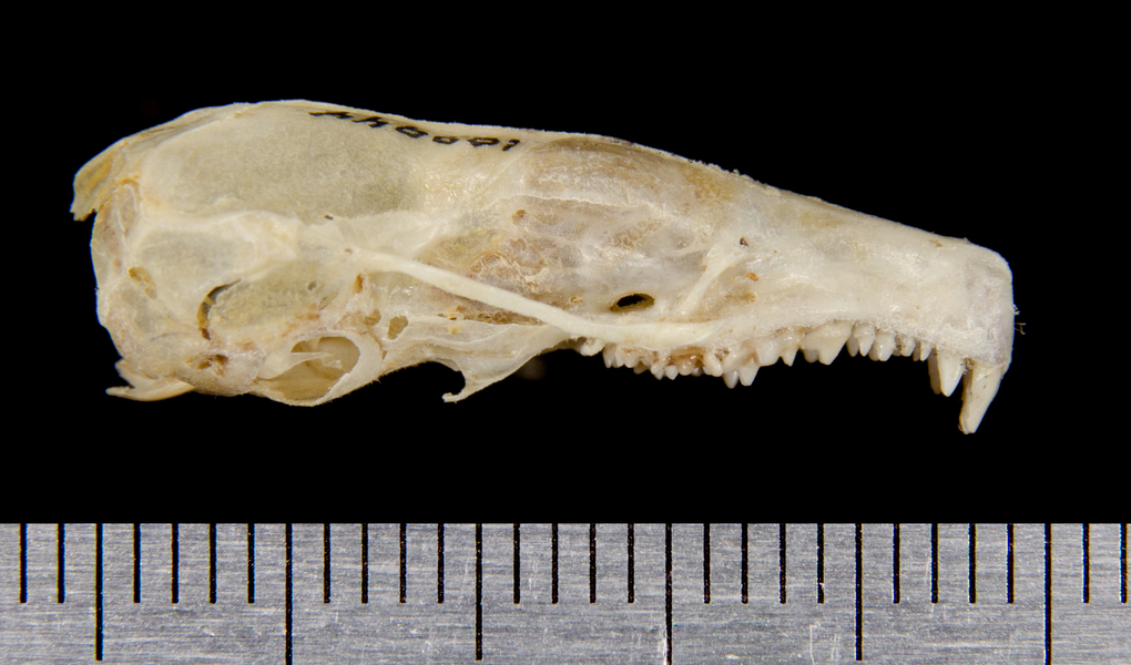 mole skull
