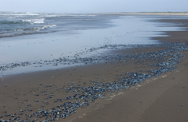 Photo of Velella velella